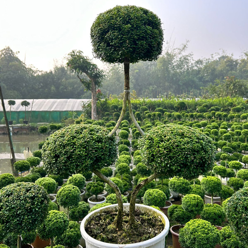 Natural Tapori Plant - Breed: Different Available