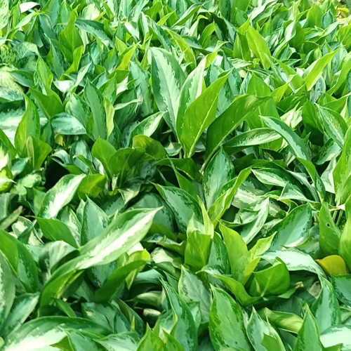 Indoor Plants - Breed: Different Available