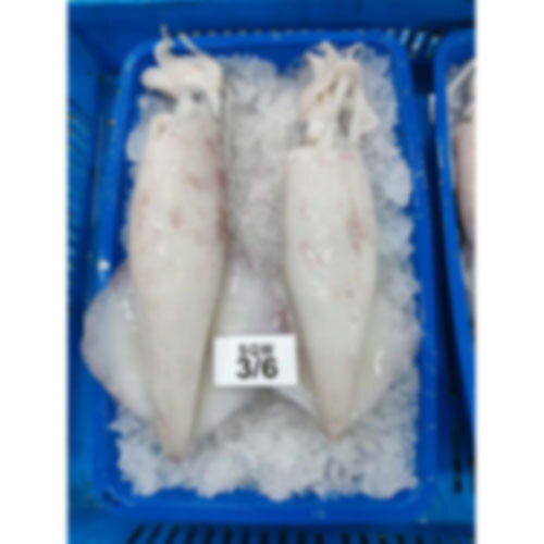 Frozen Squid - Grade: Food Grade