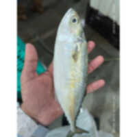 Indian Mackerel - Frozen Fried Seafood | Food Grade Quality, 1-3 Months Shelf Life, Meal Ingredient