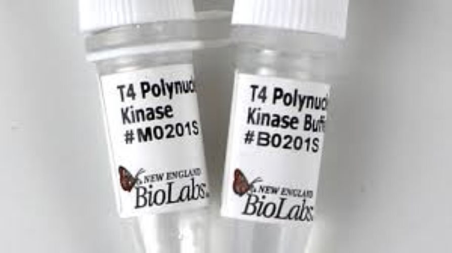 T4 Polynucleotide Kinase Reaction Buffer - 4 ml