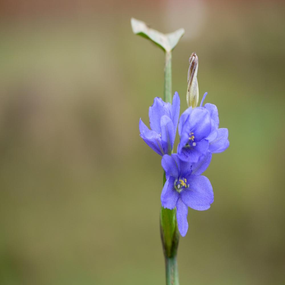 Monochoria Vaginalis Flower Extract - Color: Brown