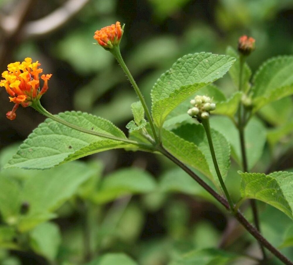 Magnesium 4% from Lantana camara (Sage Leaf)