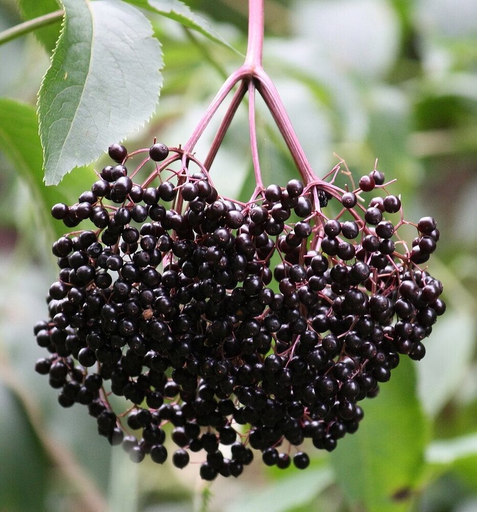 Elderberry Extract (Sambucus Nigra)