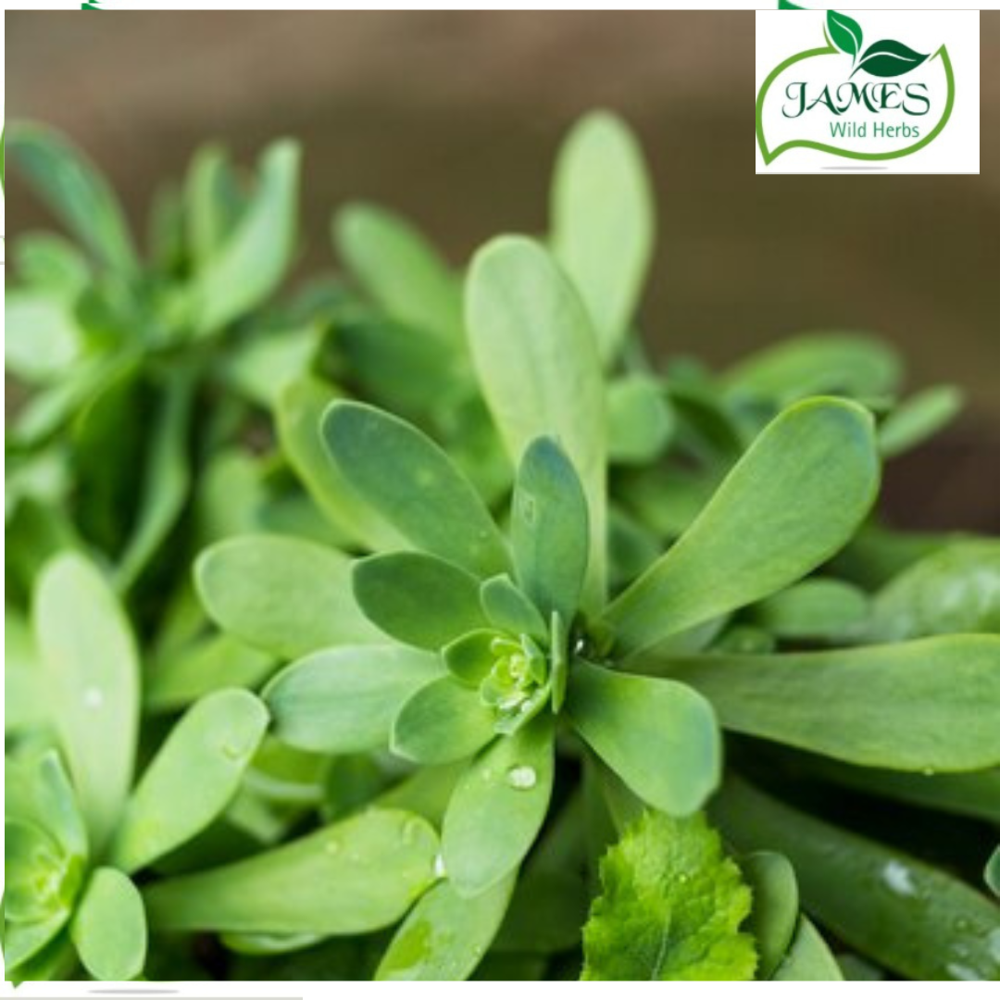 Babchi Cold Press Oil - Cultivation Type: Common