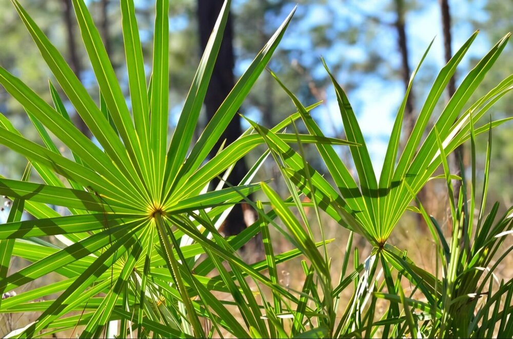 Saw Palmetto Extract 45% - Additives: No