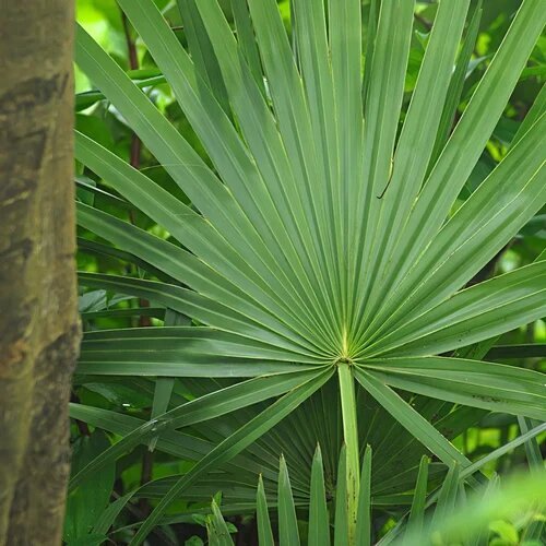 Saw Palmetto Extract 45% - Additives: No