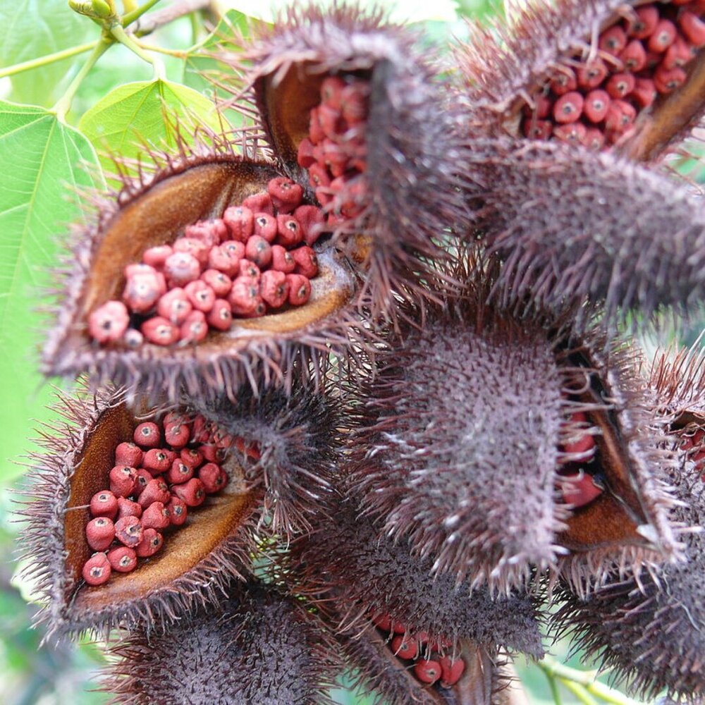 Beta Carotene 4% From Annatto Extract - Grade: Food Grade