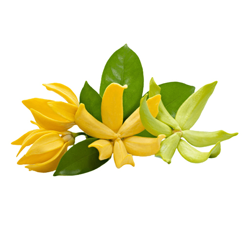 Champaca Oil