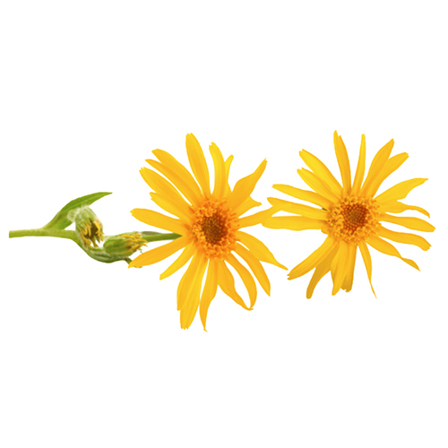 Arnica oil