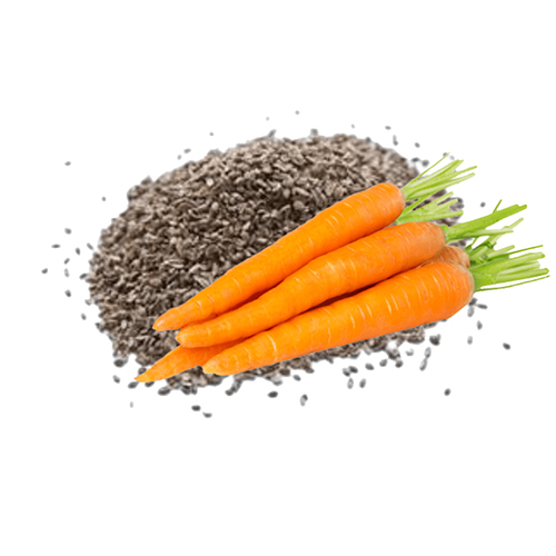 Carrot Seed Oil