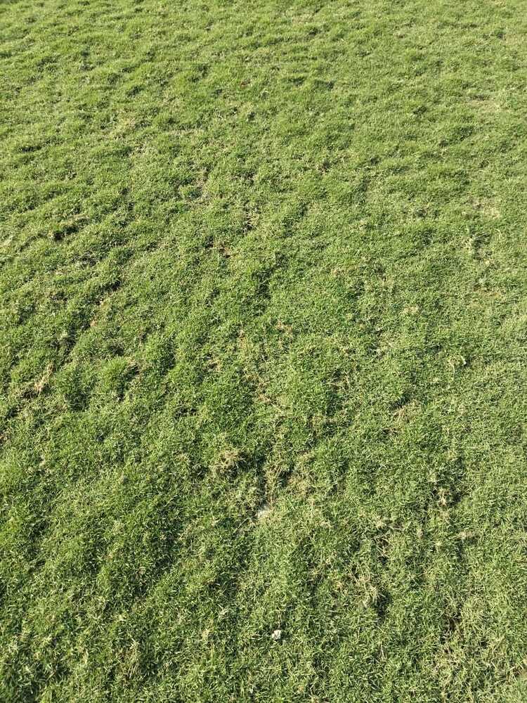 Selection number 1 grass natural