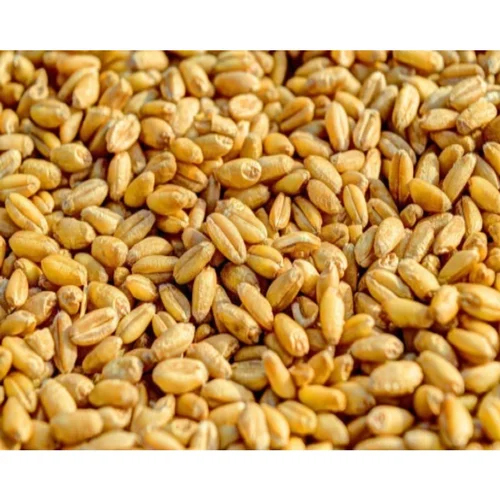 Hd 2967 Natural Wheat Seeds - Color: Brown