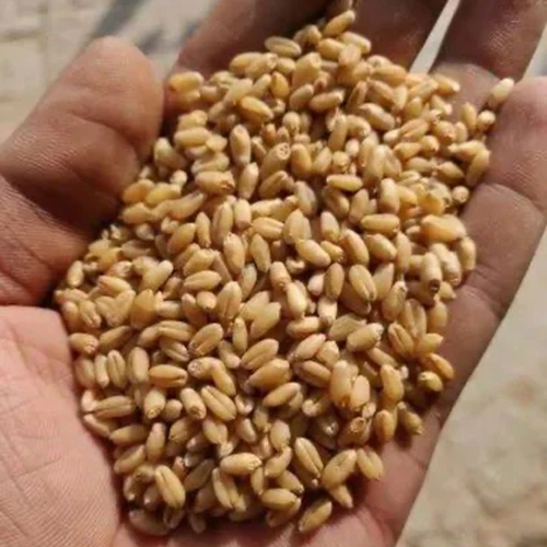 Hd 3086 Wheat Seeds - Color: Brown