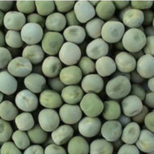 Kashi Nandini Natural Green Pea Seeds - Cultivation Type: Organic