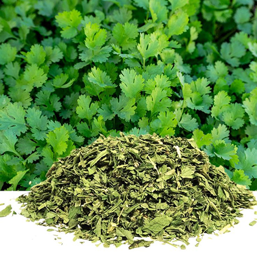 Dried Coriander Leaves