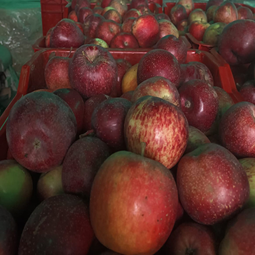 Fresh Apple