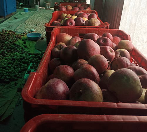 Fresh Whole Apples - Organic, Natural Size And Shape, Red Color | Handpicked, Juicy, Sweet, Perfect For Snacking And Recipes