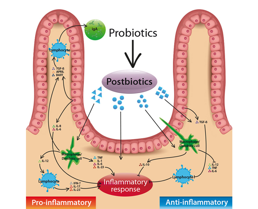 Postbiotic Supplements