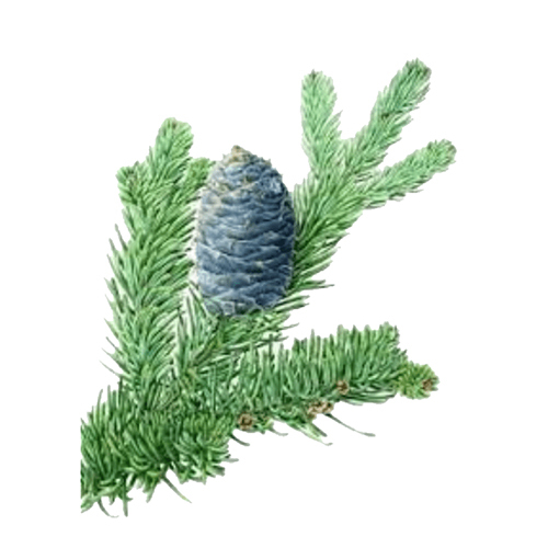 Fir Balsam Oil