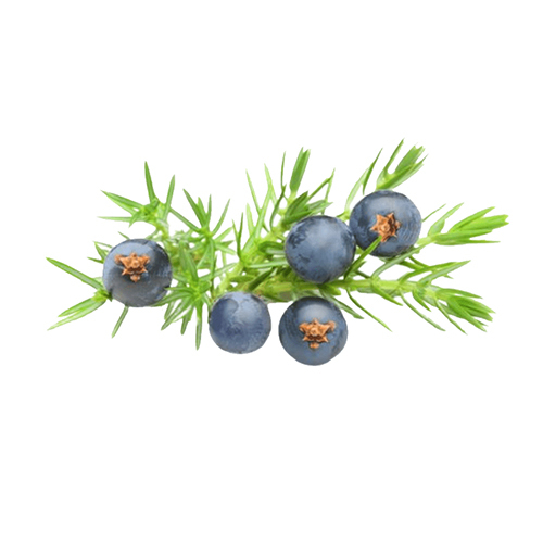 Juniper Berry Oil