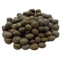 Karanj Oil - Odour: Fresh