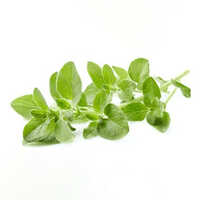 Thyme Oil