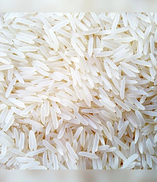 1509 rice