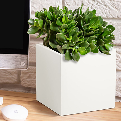 Fox B - Cubo White Garden Planter - Color: Various Available