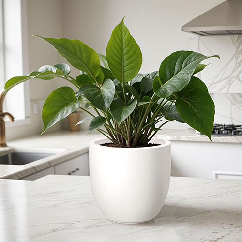 FOX B - P CUP White Garden Planter