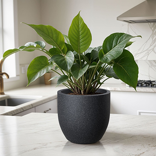 Fox B - P Cup Grey Garden Planter - Color: Various Available