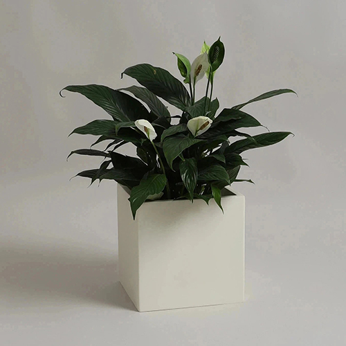 YUCCABE - BAR Garden Planter