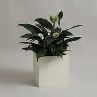 YUCCABE - BAR Garden Planter