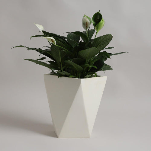 YUCCABE - DMD Garden Planter
