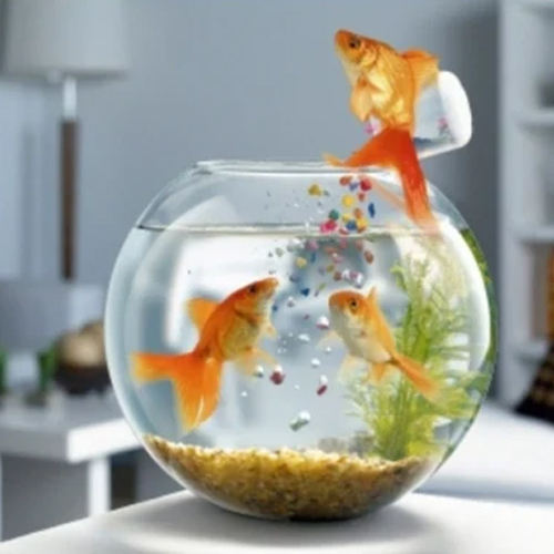 8 Inch Glass Fish Bowl - Color: Transparent