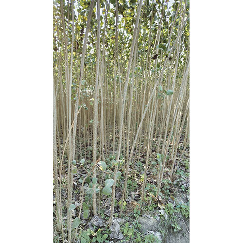 Green Popular Plant