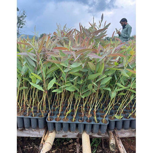 Eucalyptus Clone Plants