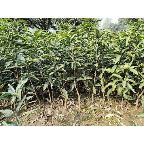 Green Amrapali Mango Plants