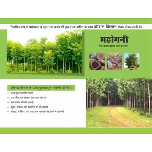 African Mahogany Plant