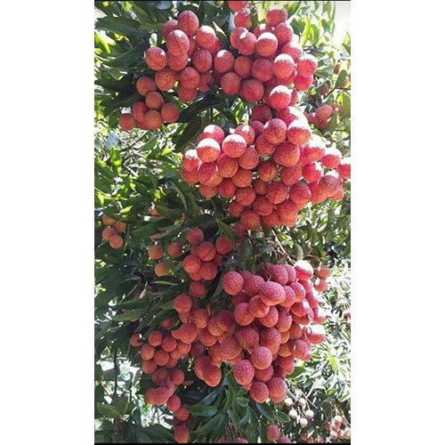 Green Litchi Fruit Plant