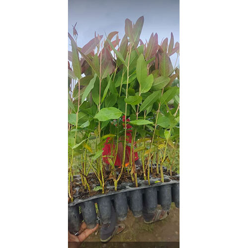 Uk Liptis Plant - Color: Green