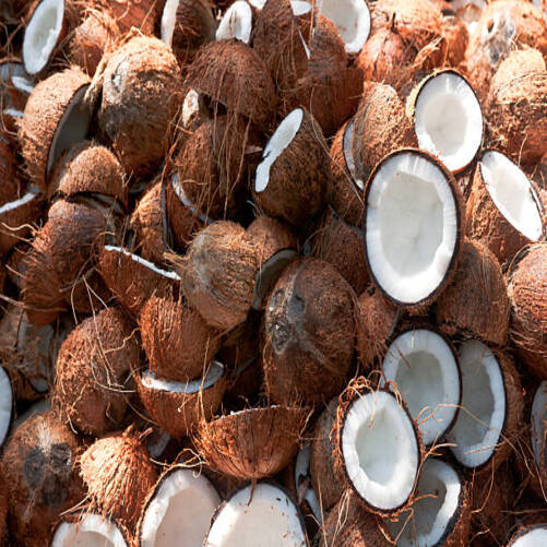Husked Coconut - Color: White