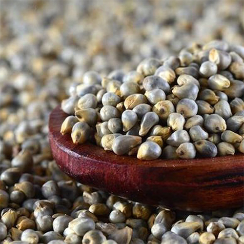 Pearl Millet