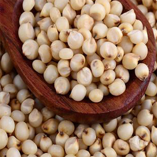 White Sorghum Seeds