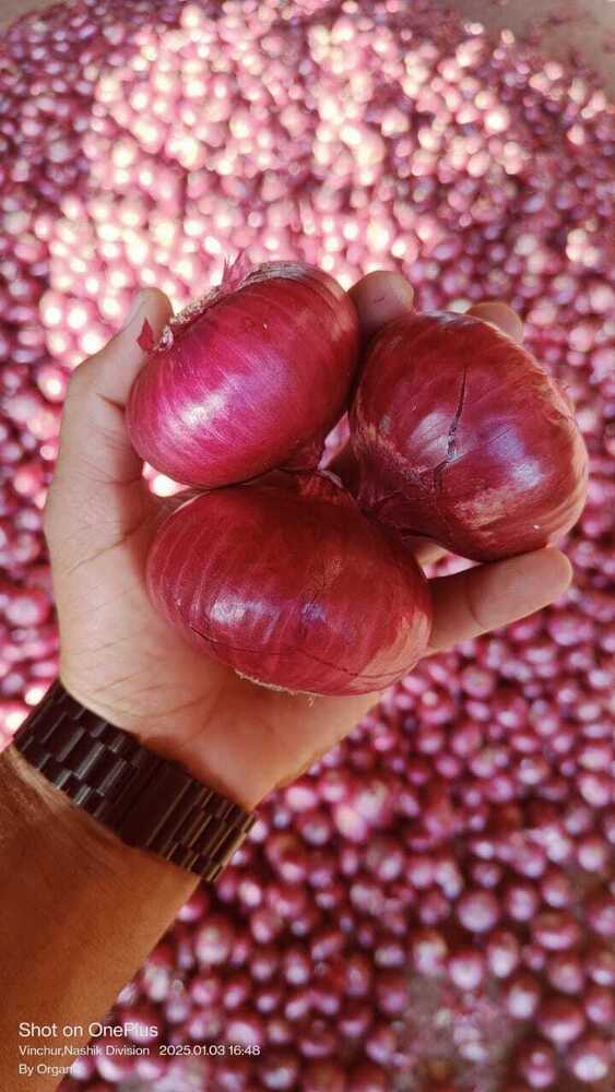 Onion Export only