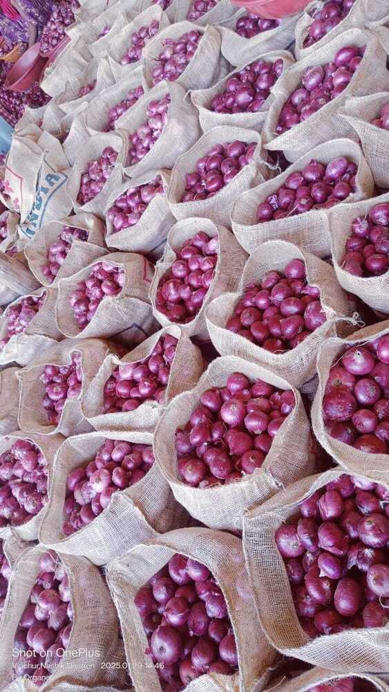 Onion Export Only - Grade: Food