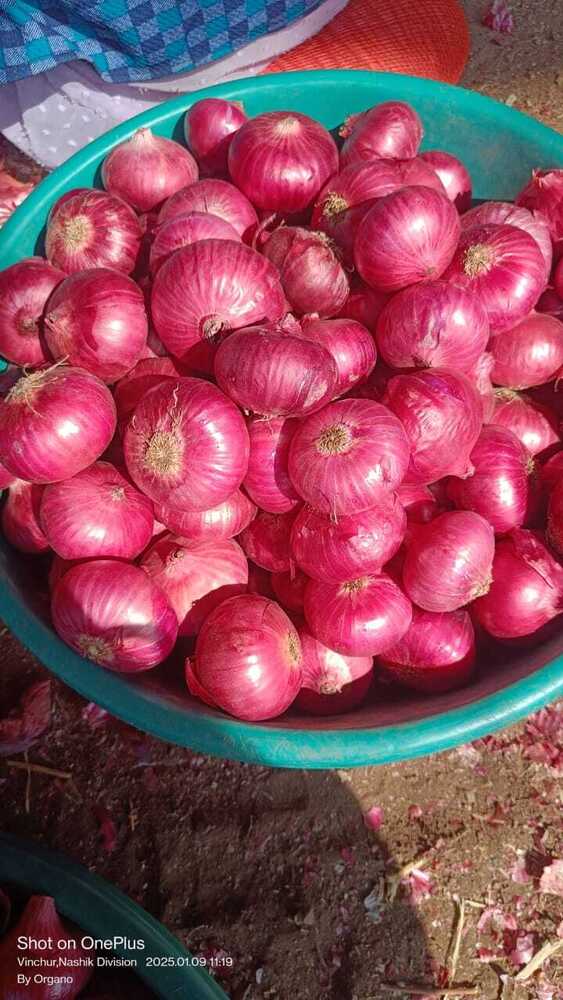 Onion Export Only - Grade: Food