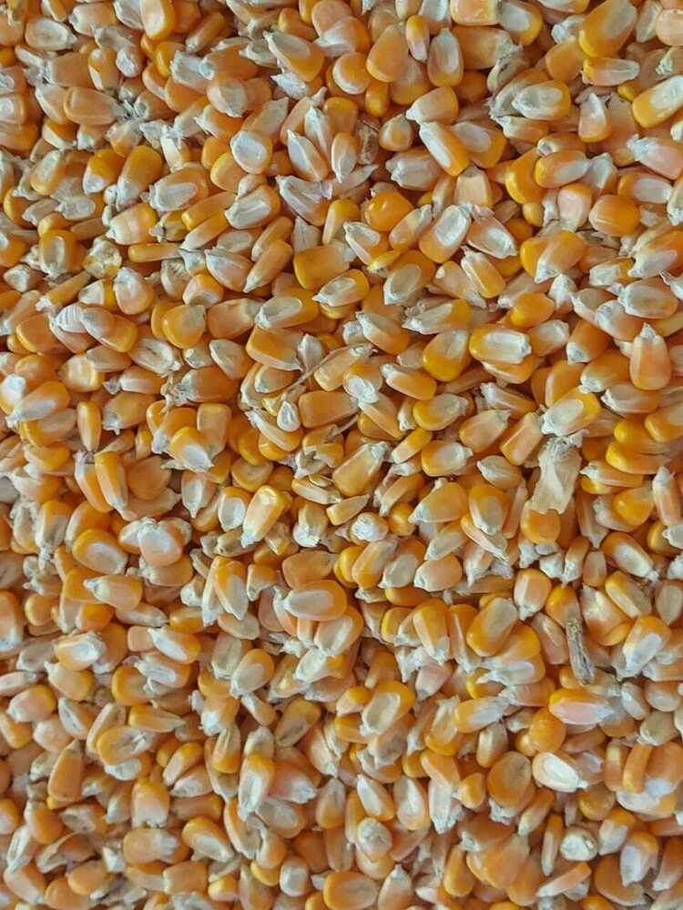 पीला सूखा मक्का