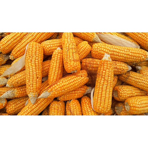 Yellow Dry Maize - Cultivation Type: Organic