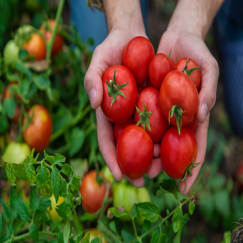 Aseptic Tomato Paste